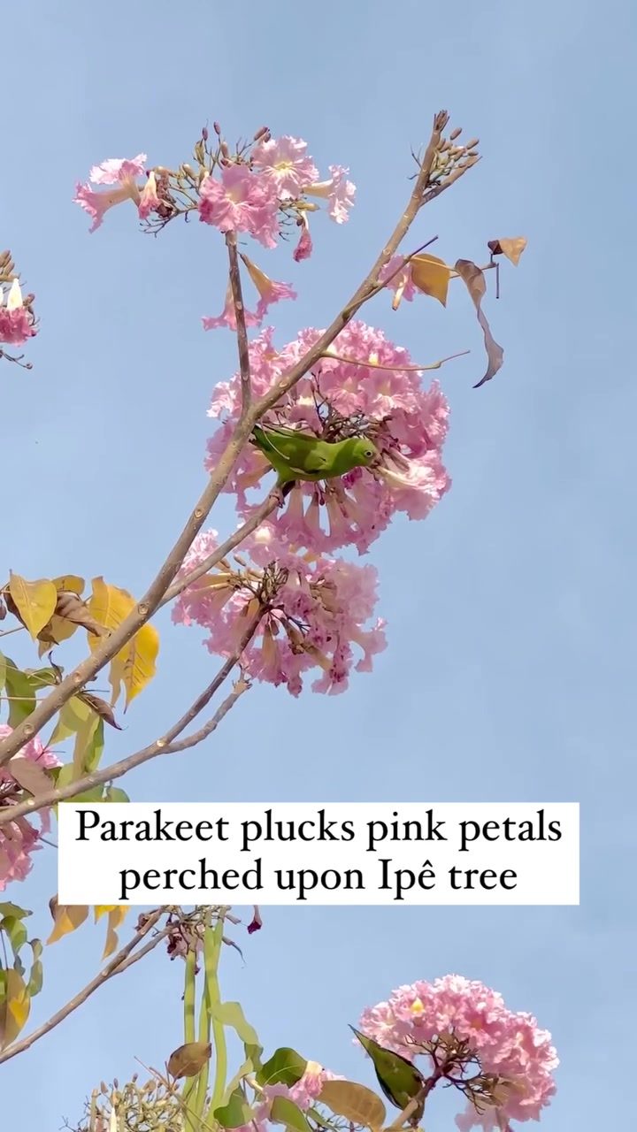 Parakeet Plucking Flowers from Ipe Tree