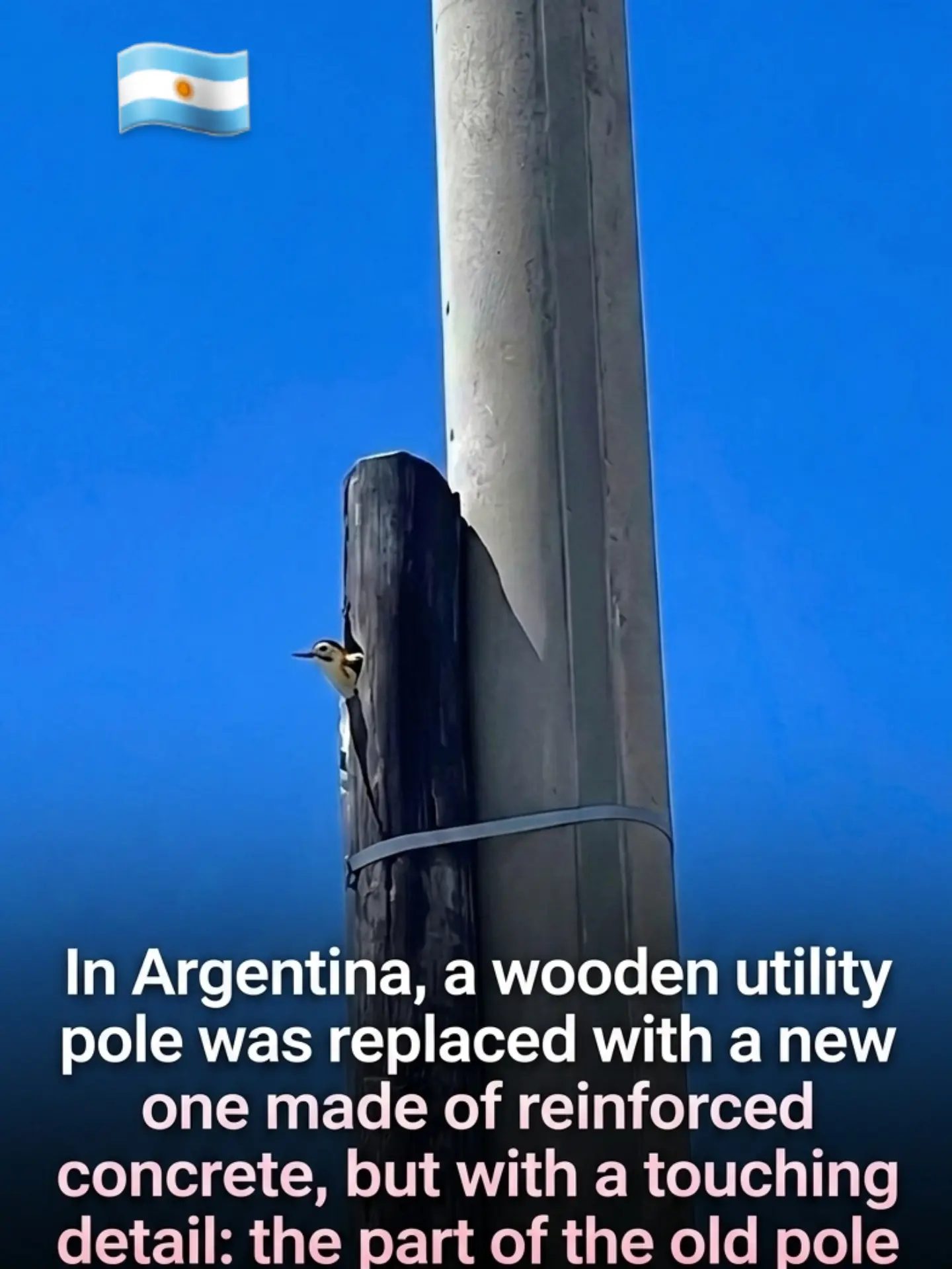Argentina's Woodpecker-Friendly Utility Pole Replacement
