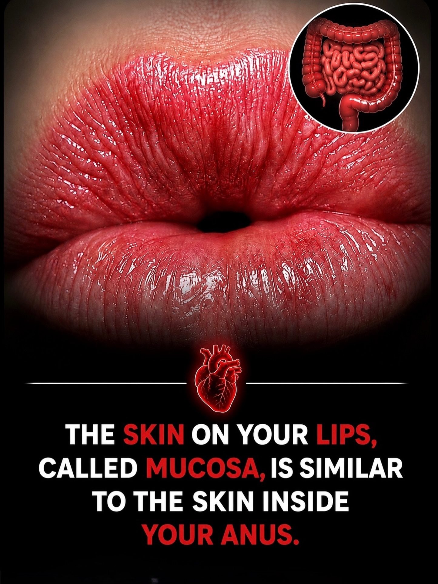 Mucosa: Your Lips and Digestive Tract Similarities