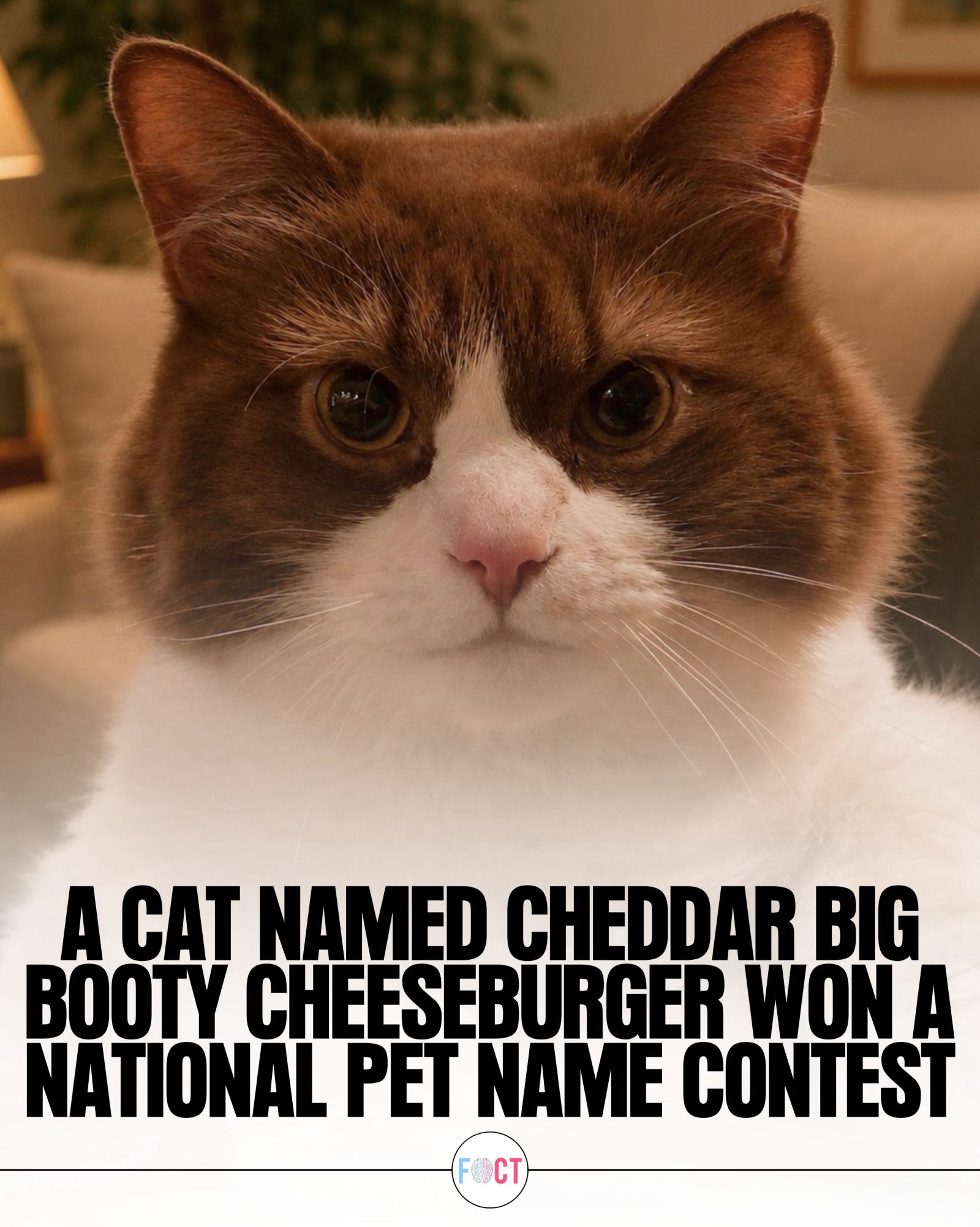 Cheddar Big Booty Cheeseburger: The Cat with the Wildest Name Ever