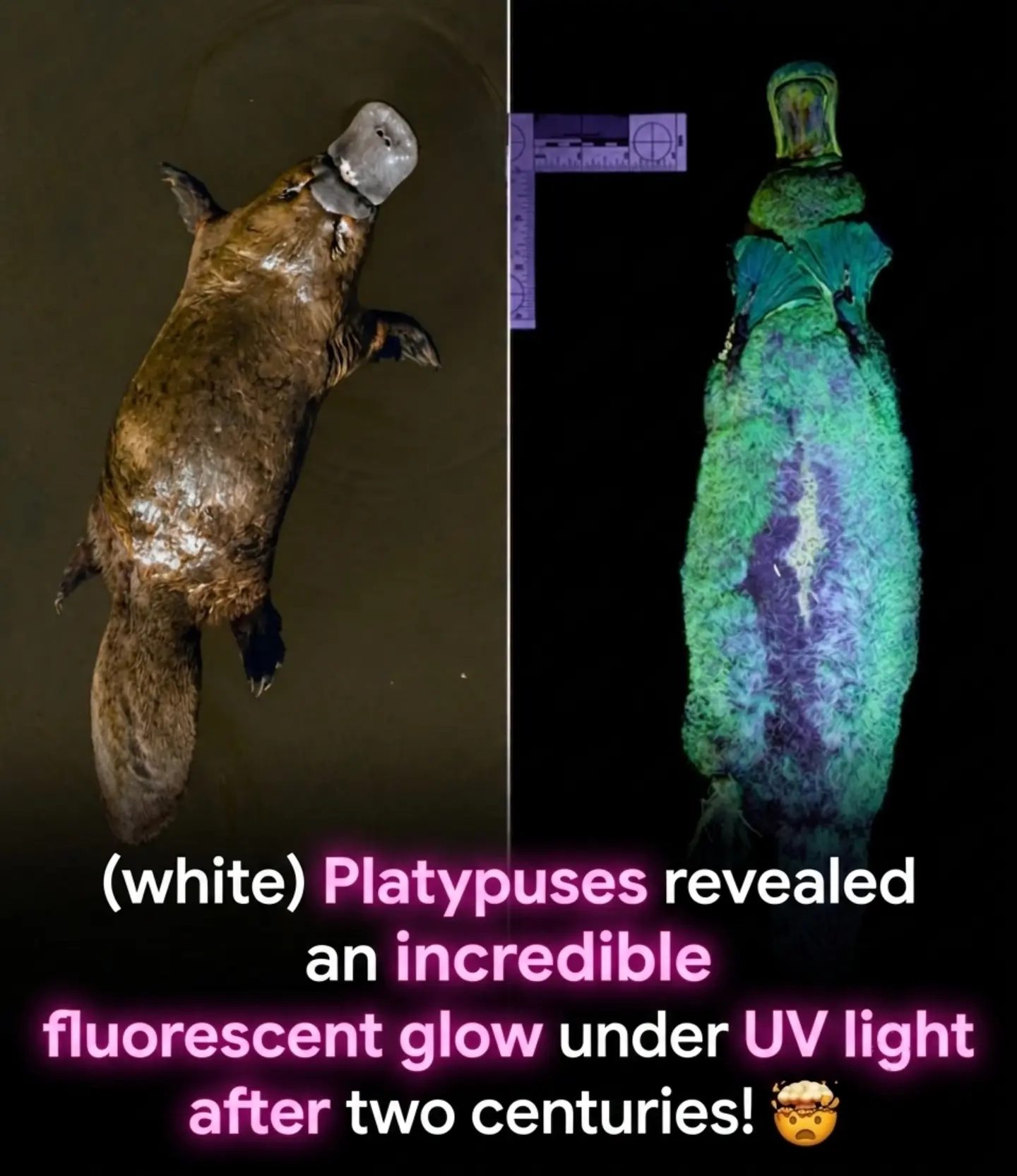 Platypuses Glow Under UV Light: A Hidden Secret