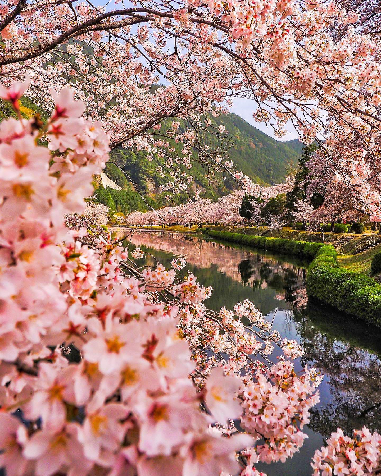 Japan Cherry Blossom Scenery: Springtime Beauty