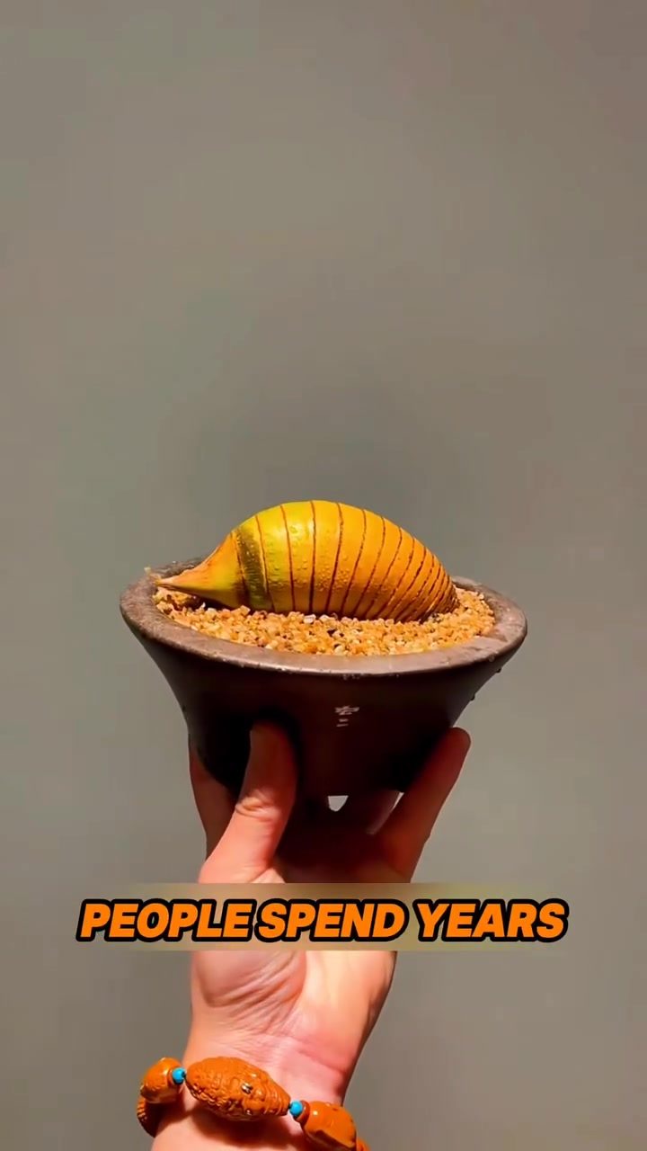 Bonsai Bamboo: Crafting Caterpillar Roots