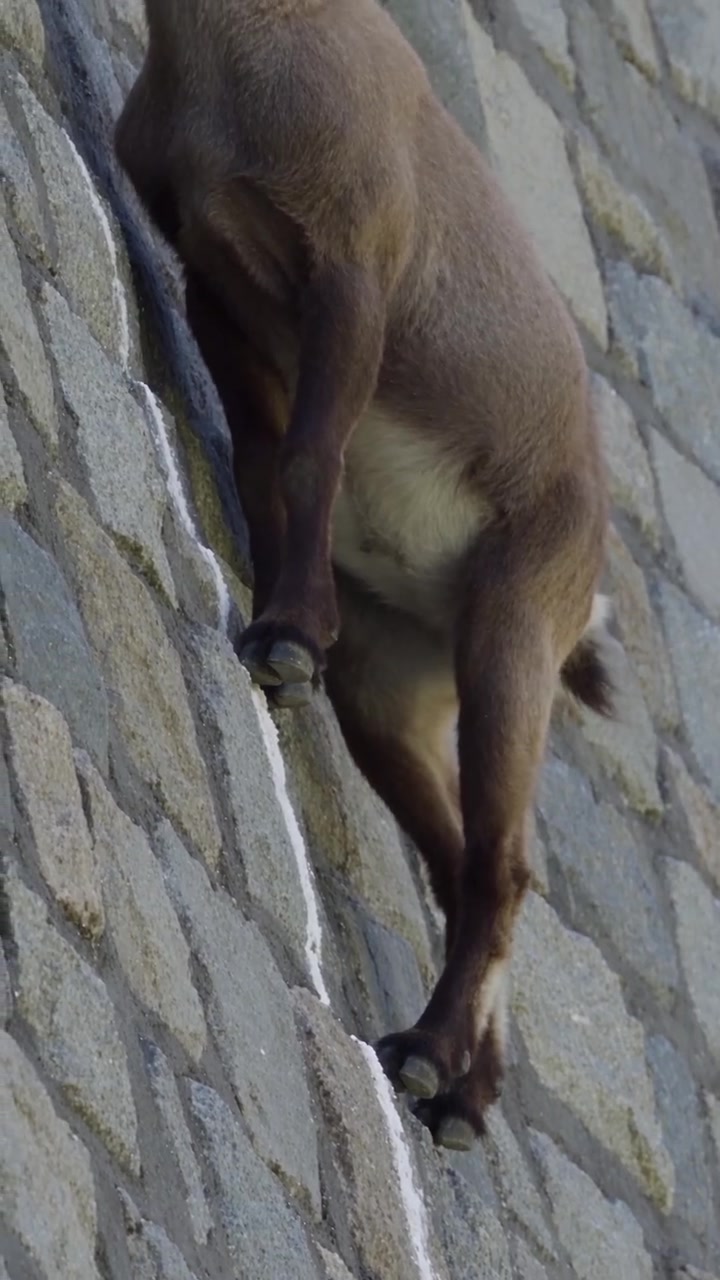 Animals in Extreme Environments: Ibex, Flamingos, Crabs, Mole Rats