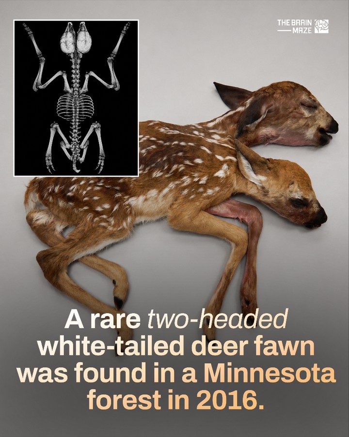 The Rare Discovery of a Two-Headed Deer in Minnesota