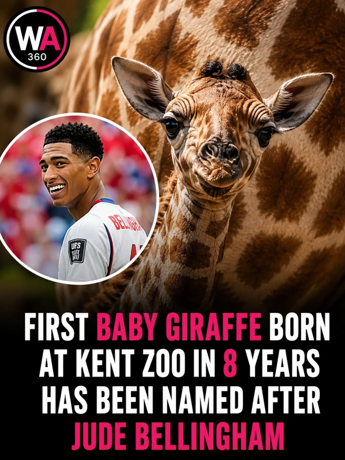 Kent Zoo Welcomes Baby Giraffe Jude, Named After Soccer Star