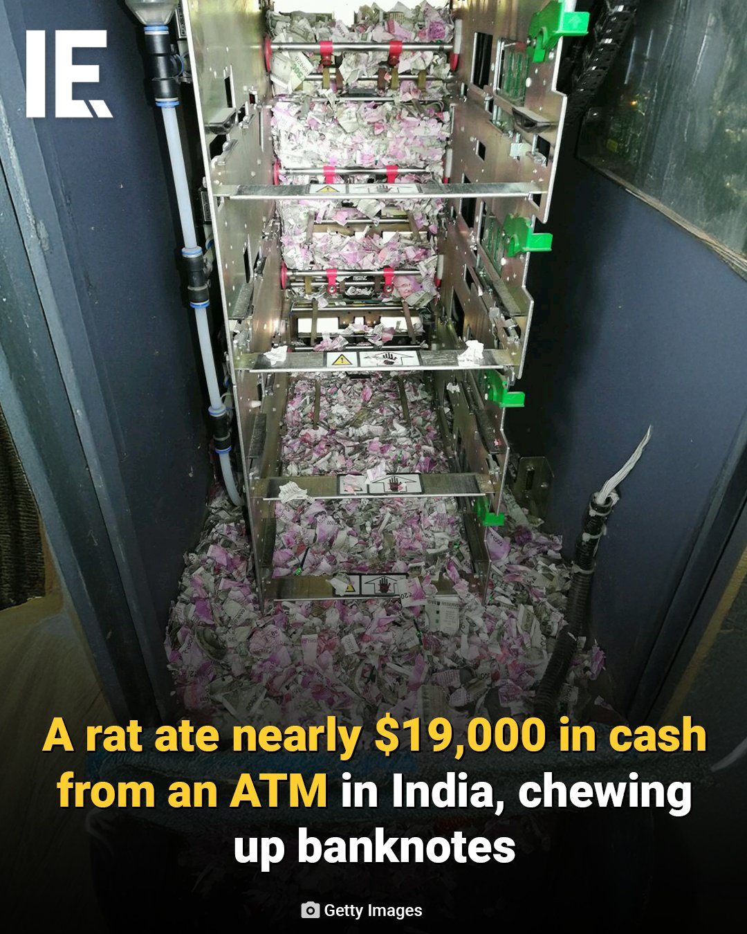 Rat's ATM Heist: $19,000 in Cash Destroyed in India