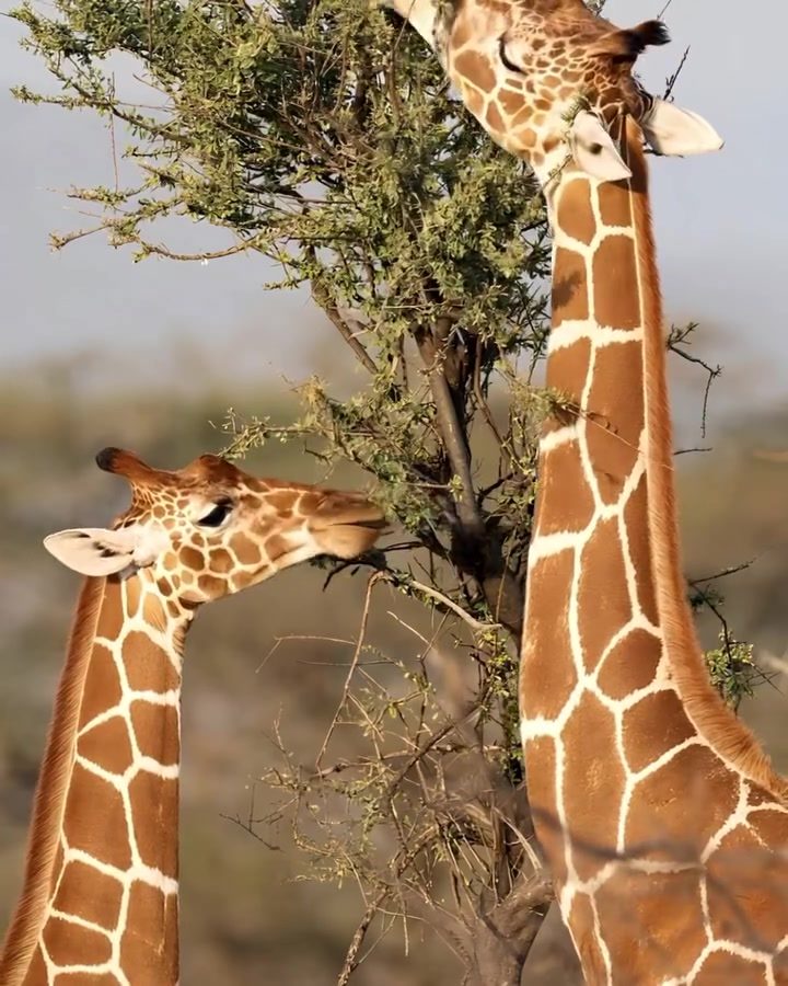 Giraffes Feasting High: Their Unique Feeding Behavior