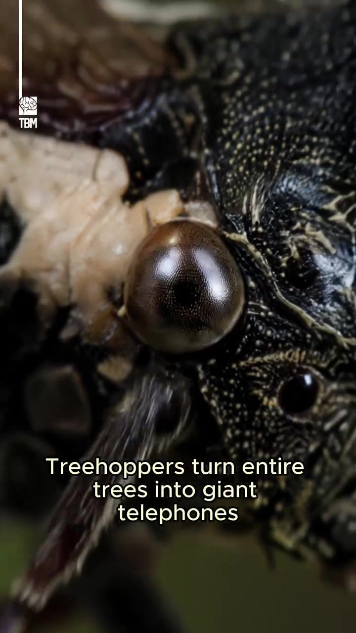 Treehoppers' Secret Tree-based Communication