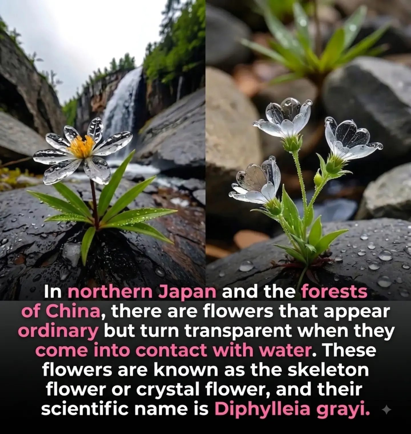 The Magic of the Skeleton Flower: Its Transparent Transformation