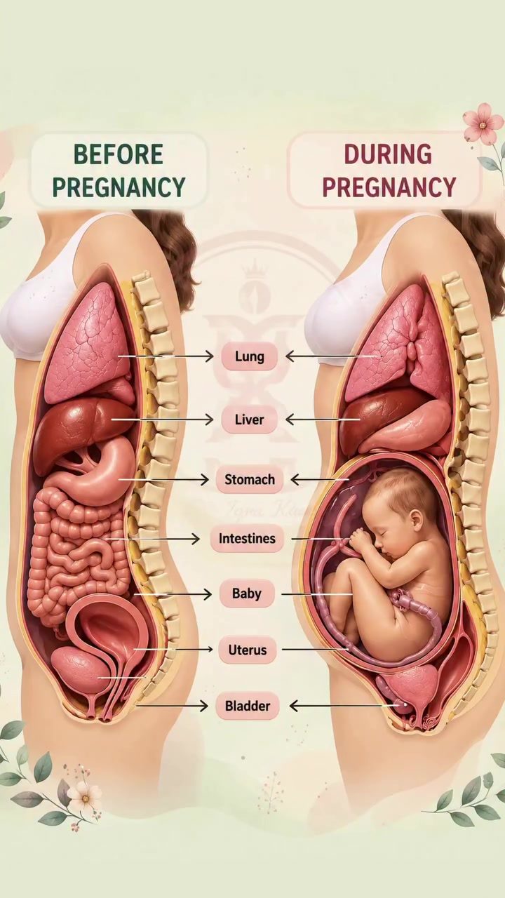 Pregnancy and How Your Organs Adapt