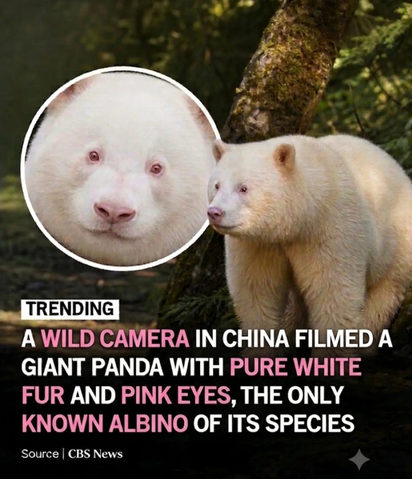 The Phenomenon of the First Albino Giant Panda