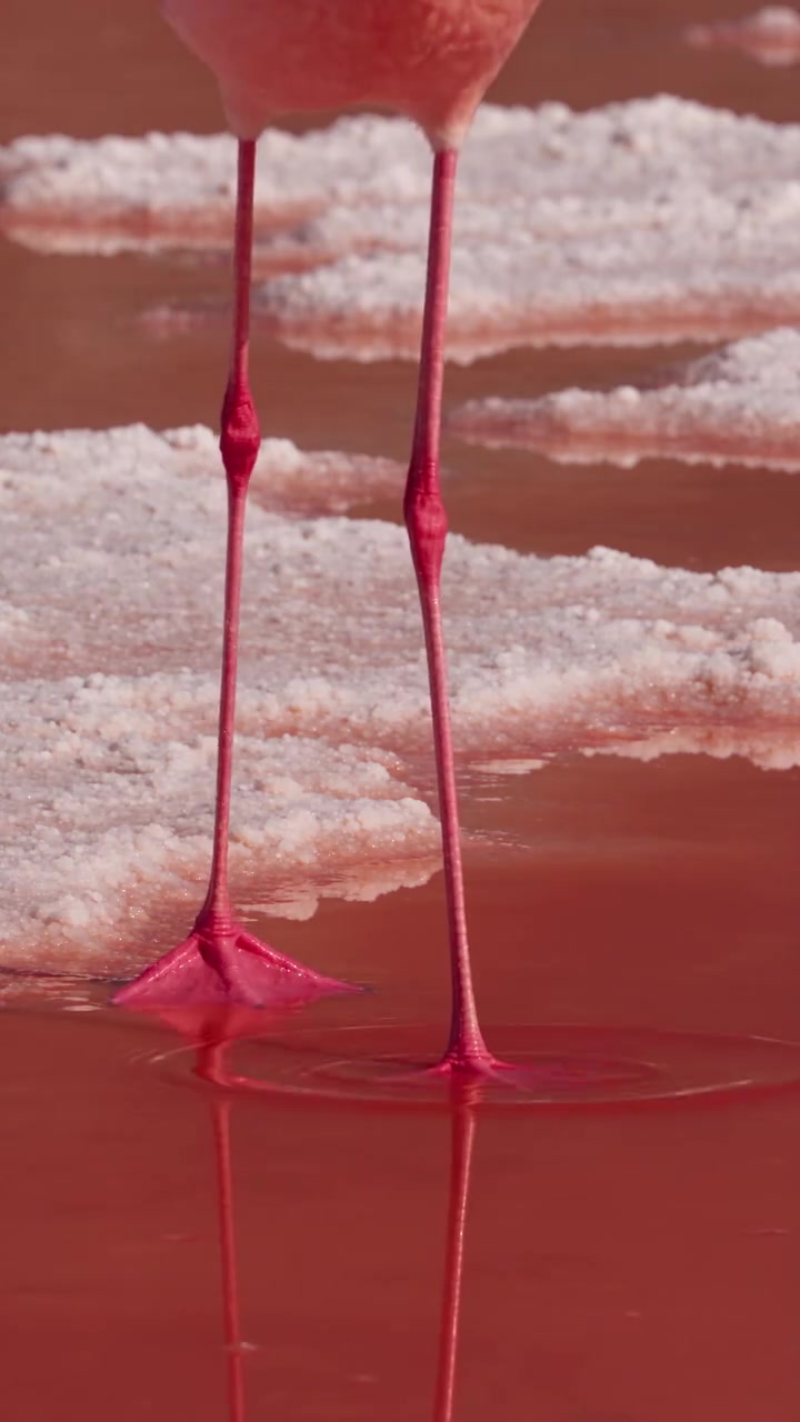 Flamingos' Unique Breeding Ground in Tanzania
