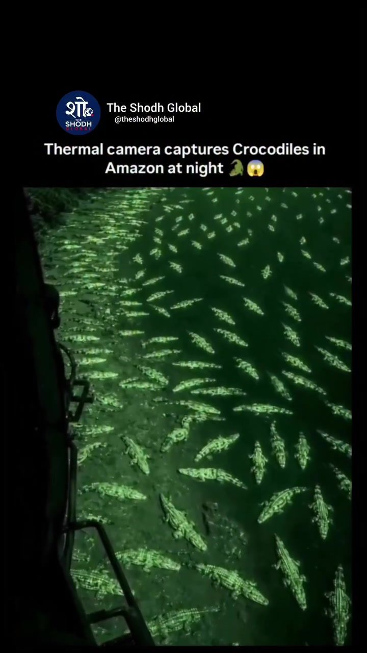 Amazing Thermal Imaging Reveals Hidden Crocodile World