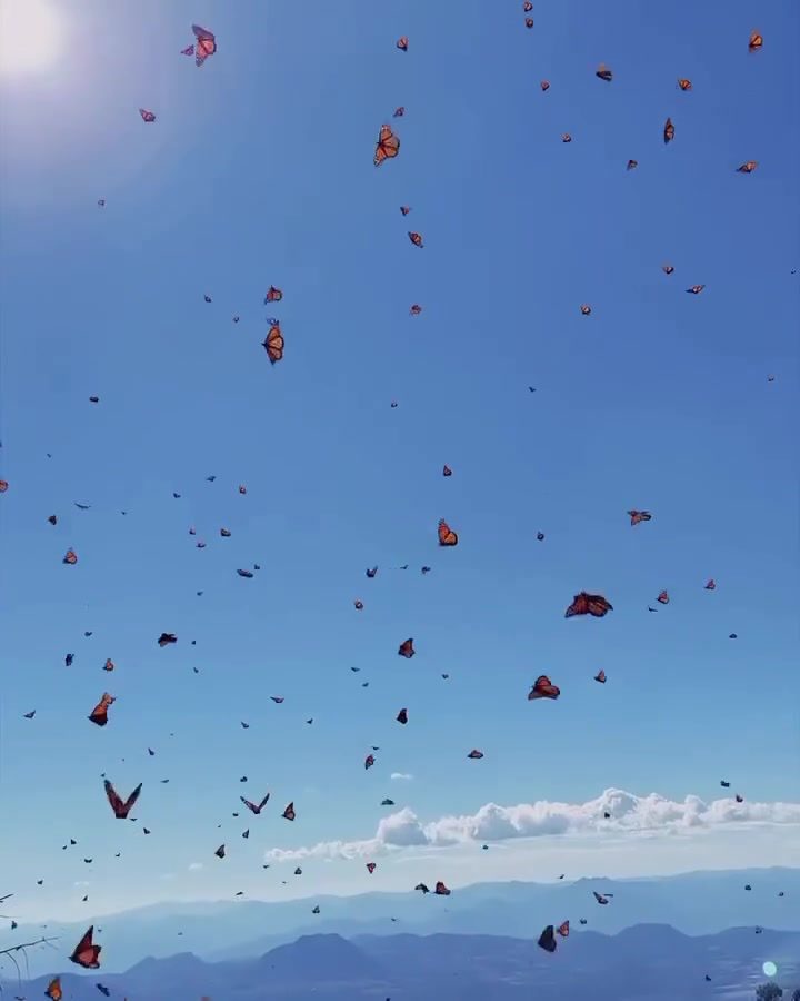 Witness the Awe-Inspiring Monarch Butterfly Migration