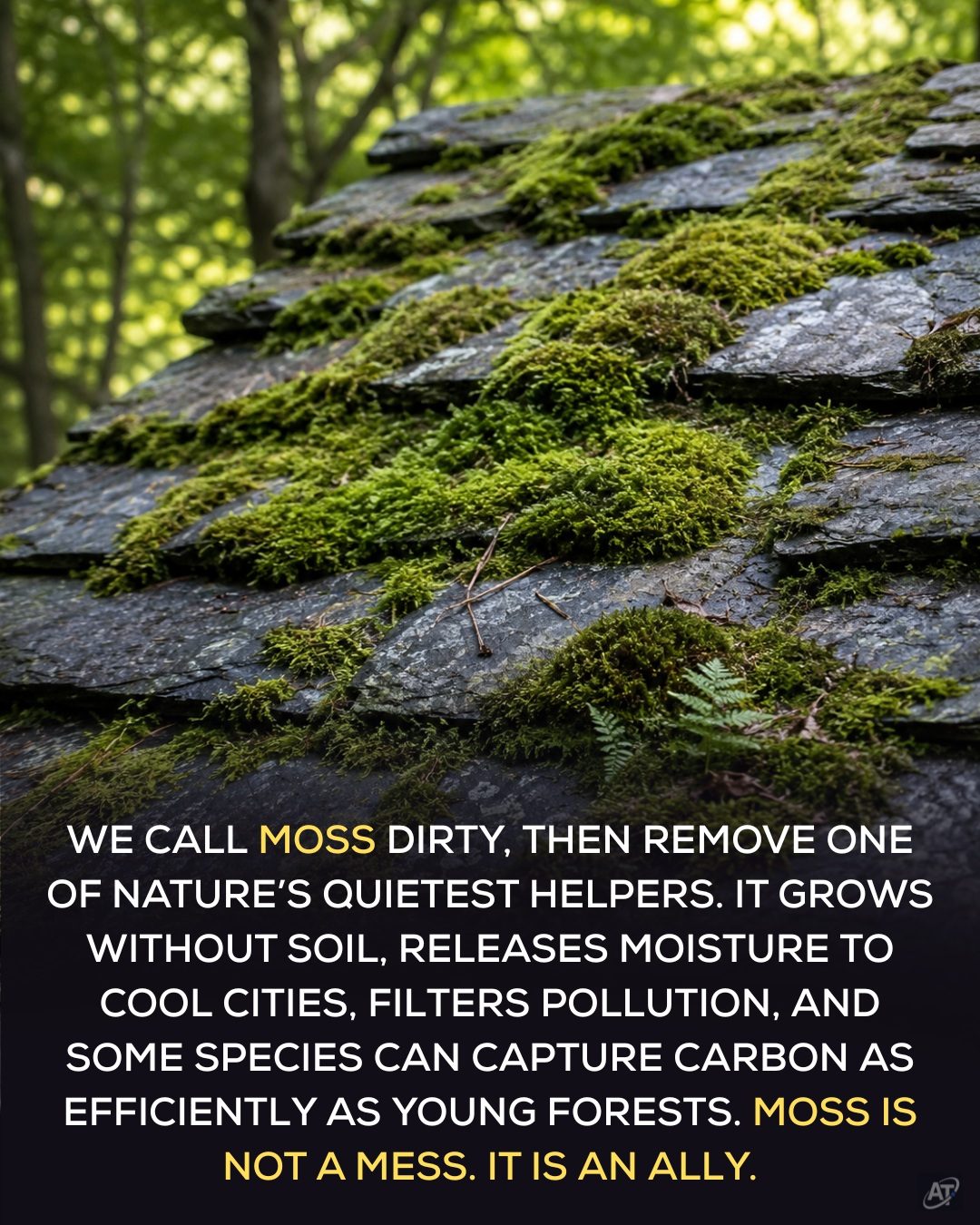 Moss: The Overlooked Ally in Your Urban Ecosystem