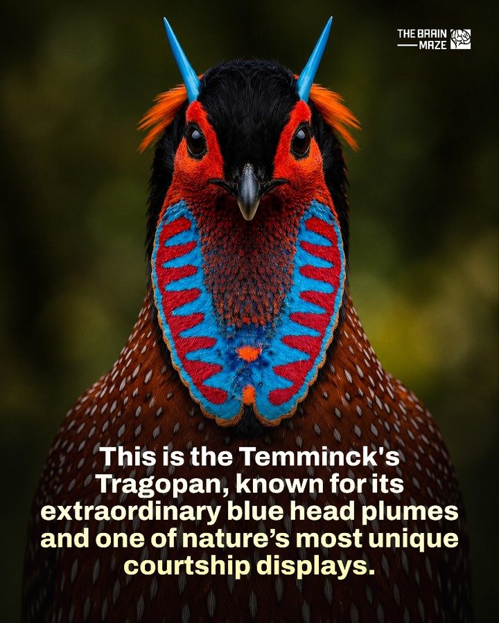 Discover the Vibrant Temminck's Tragopan: Nature's Colorful Pheasant