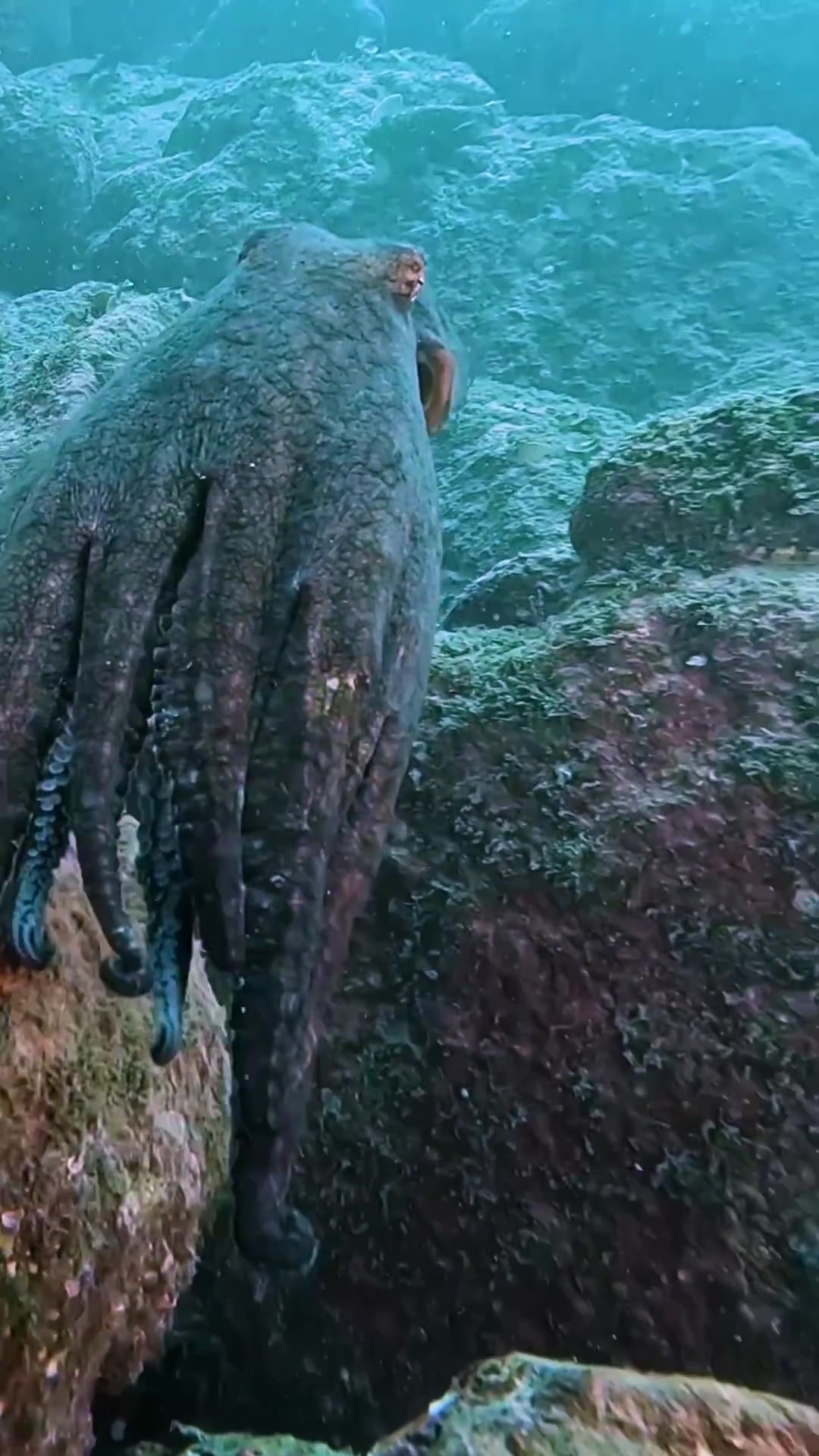 Octopus Camouflage in Underwater Marine Ecosystems