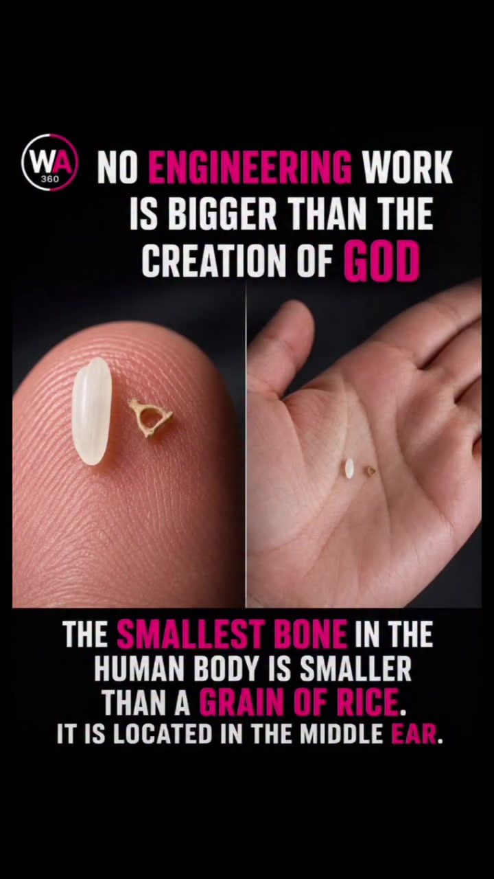 The Wonder of the Tiny Bone in the Human Ear