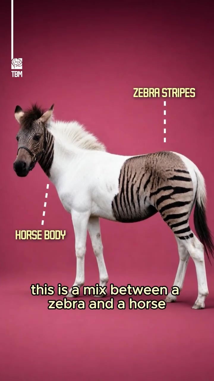 The Genetically Unique Zebra-Horse Hybrid: The Zorse