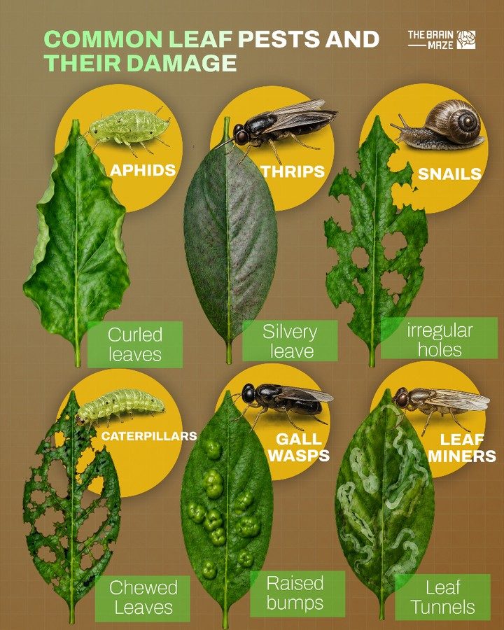 Identify Leaf Damage for Early Pest Detection