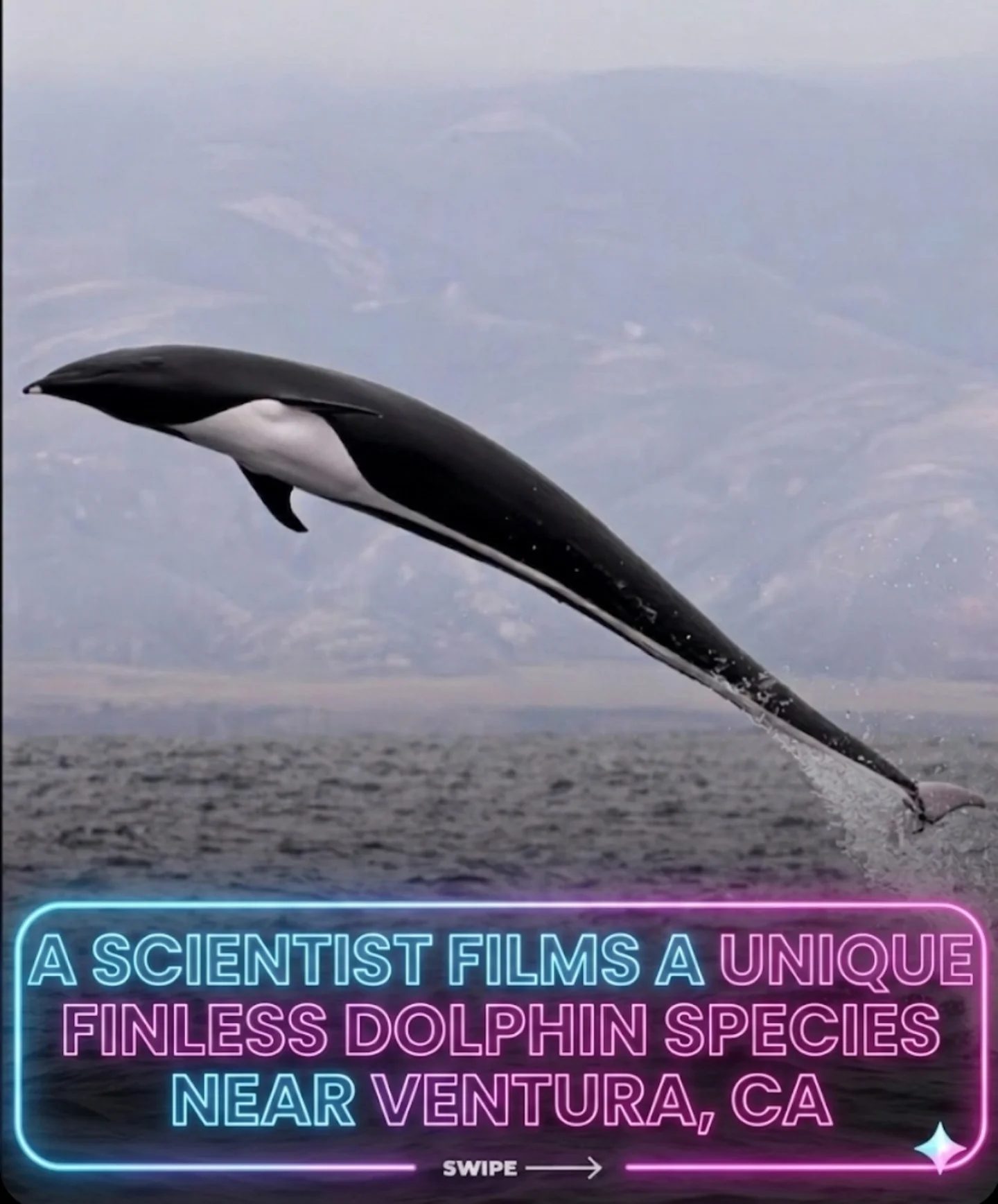 Exploring Finless Dolphins: A Rare Sighting Near Ventura, California