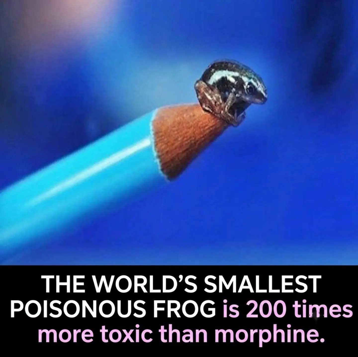 Meet the World's Smallest Poisonous Frog: A Tiny Toxic Powerhouse