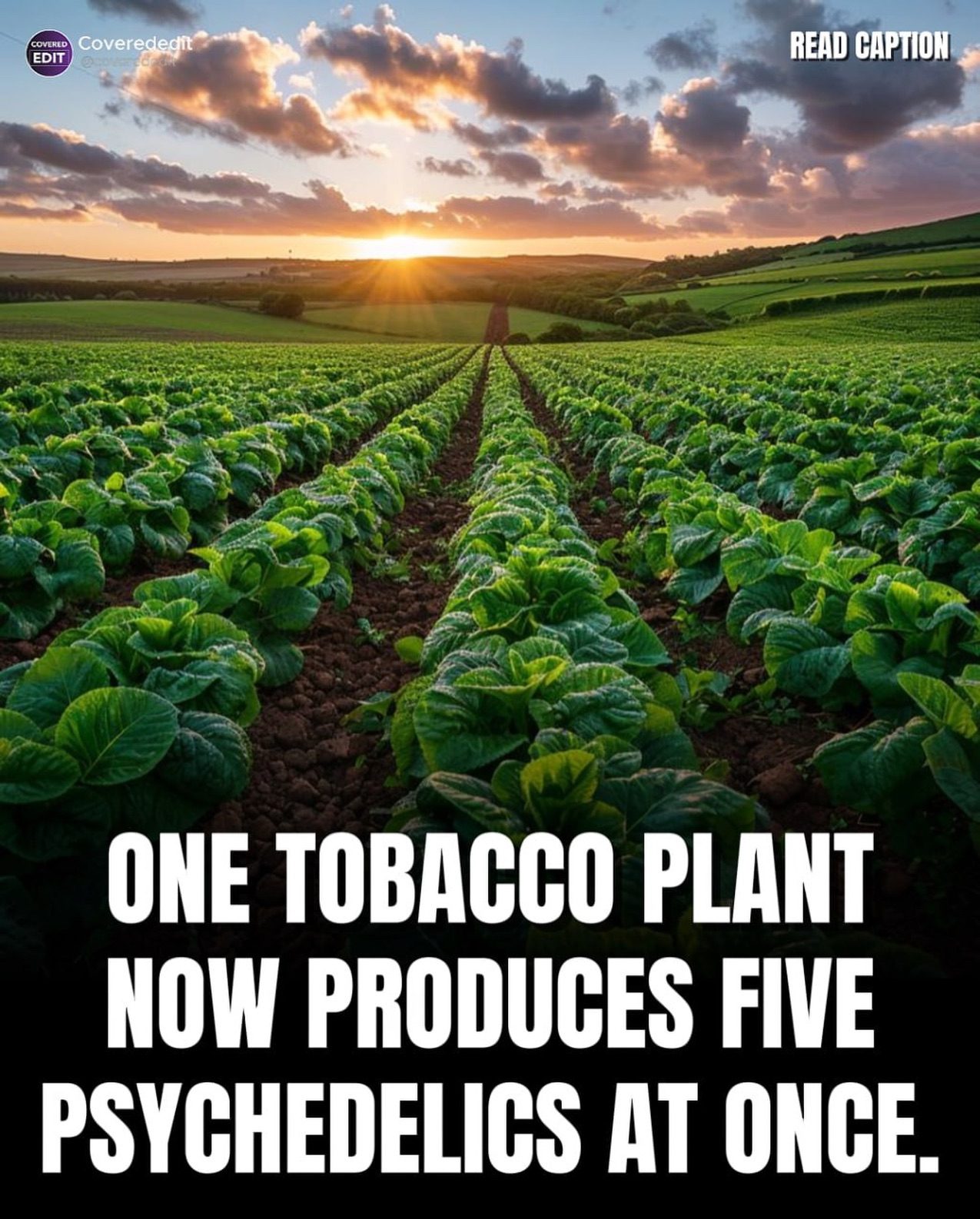 Engineered Tobacco Plant Produces Five Psychedelic Compounds