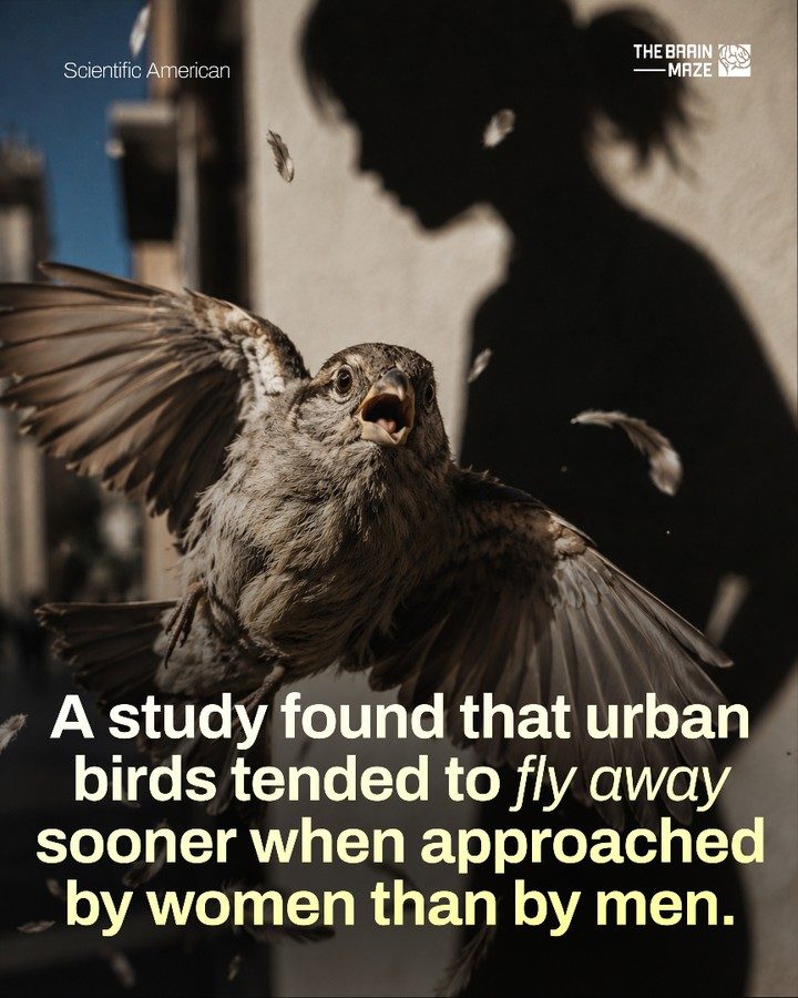 Why Urban Birds Flee Women Faster