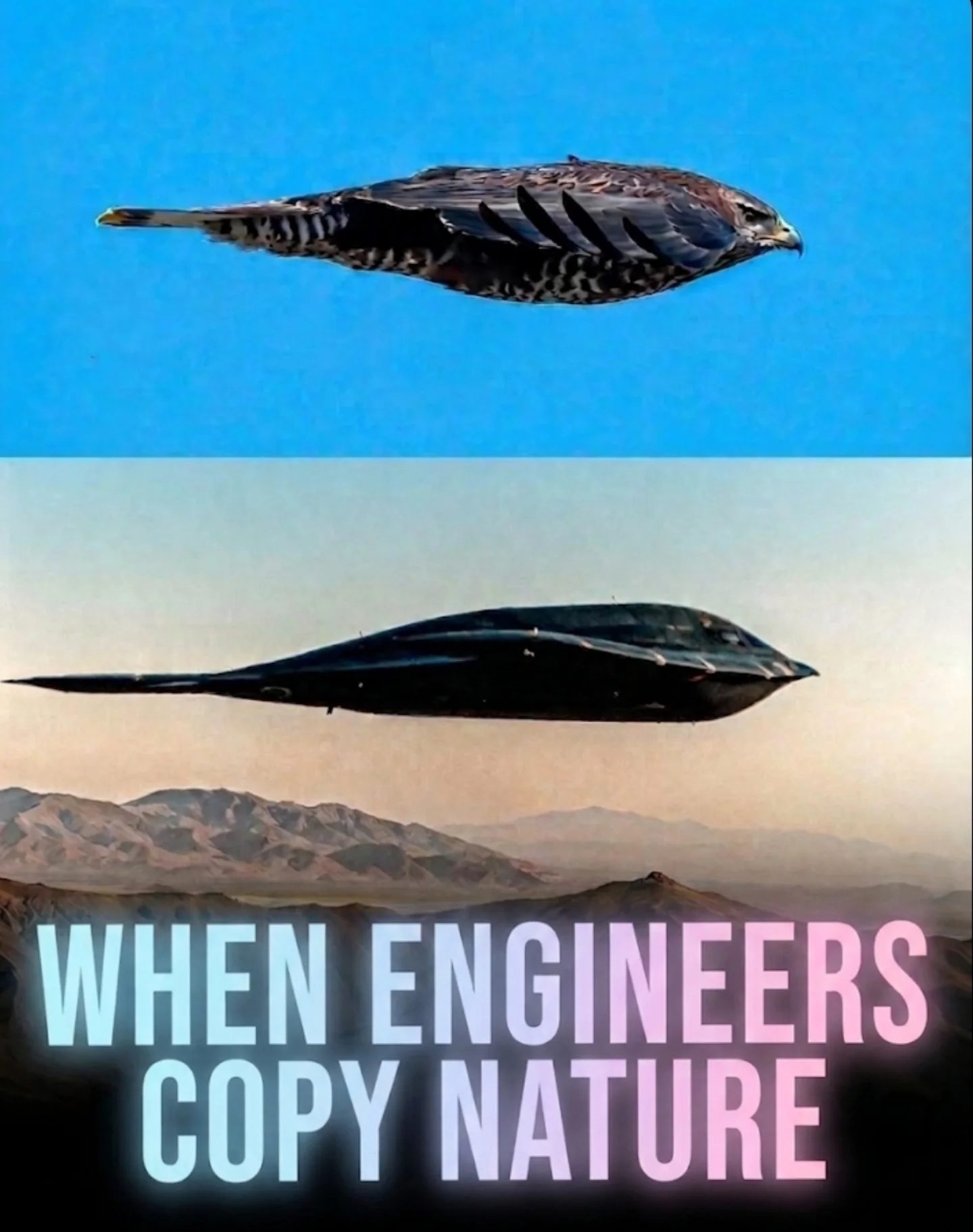 Biomimicry: How Birds Inspired the B-2 Spirit Stealth Bomber
