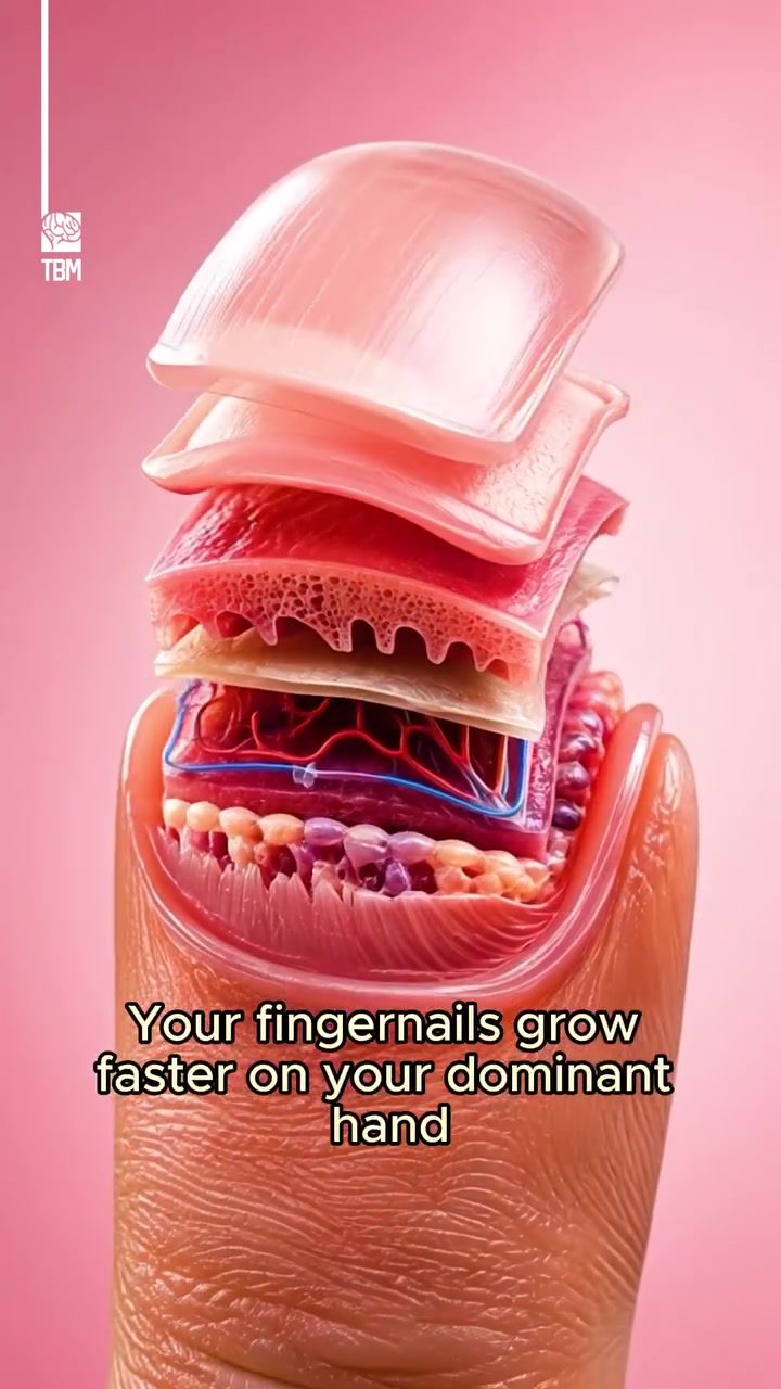 Why Fingernails Grow Faster on Your Dominant Hand