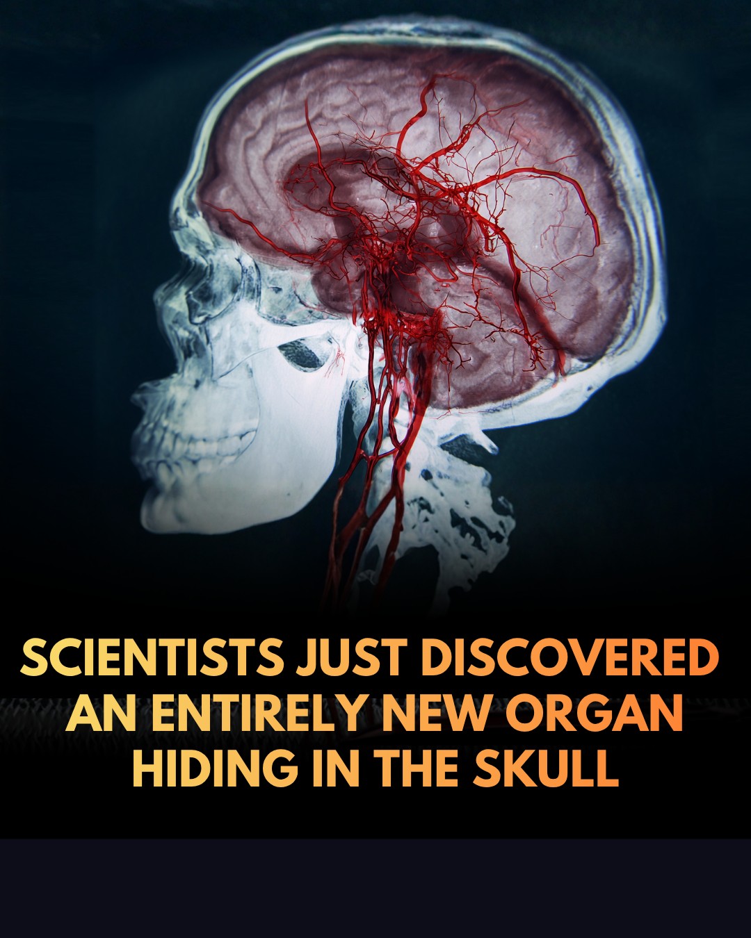 New Organ Hidden in the Human Skull Discovered
