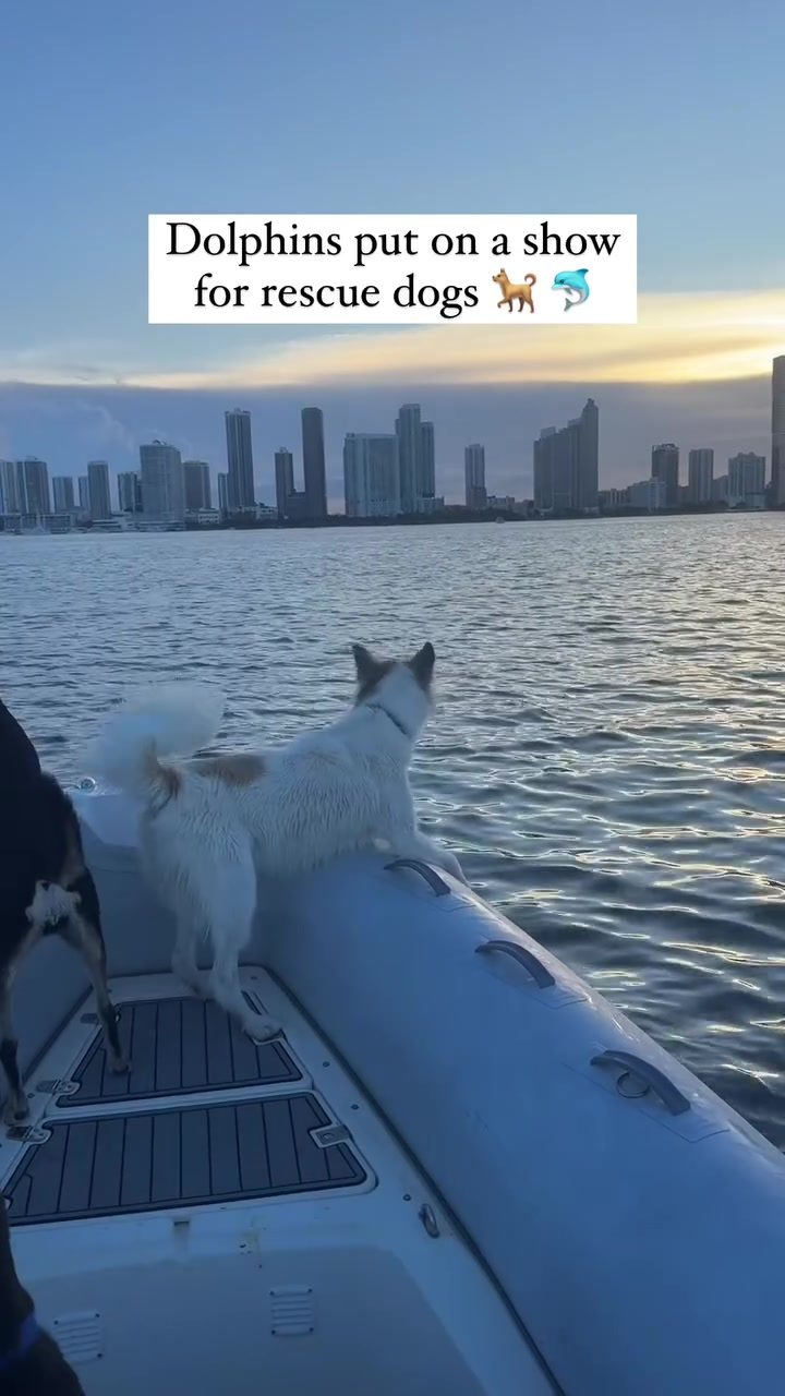 Dogs Enchanted by Dolphins in Boat Rides Adventure