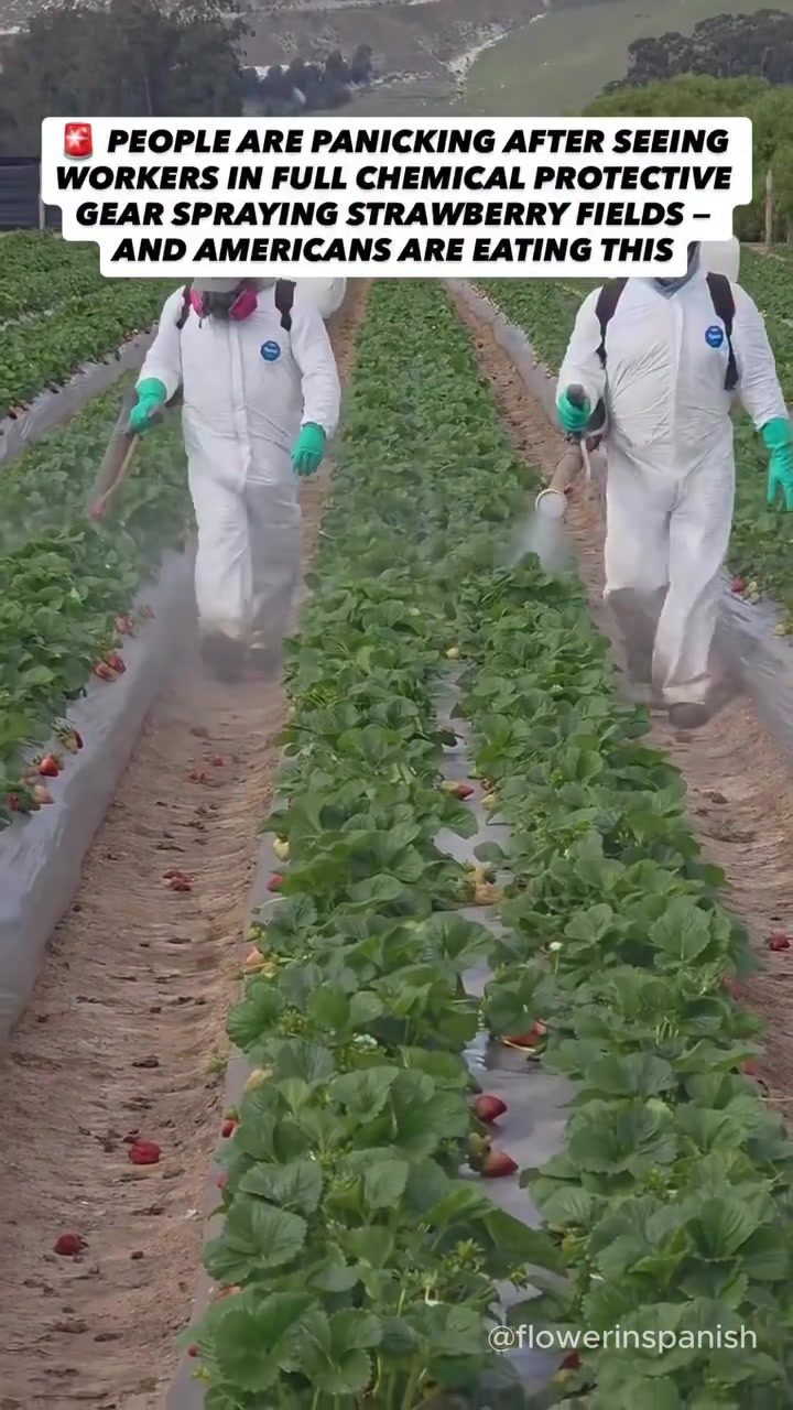Panic Over Strawberry Fields: Why Are Workers Spraying in Full Gear?
