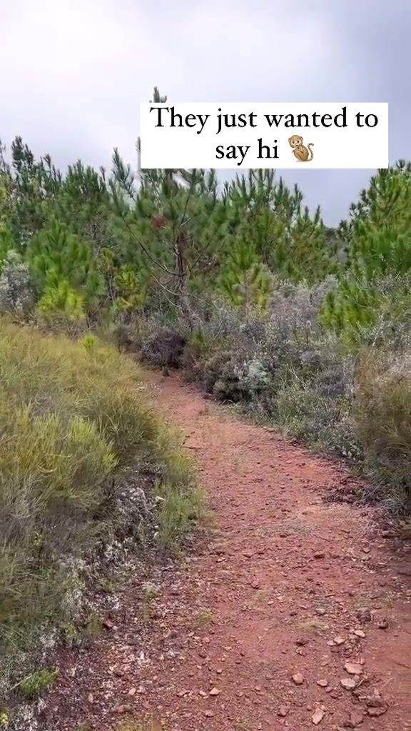 Monkeys Playfully Explore a Forested Trail