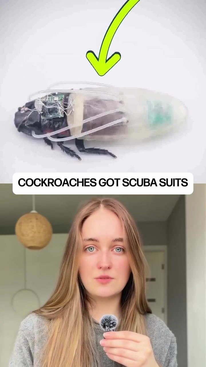 Cockroaches Explore Disaster Zones with 3D-Printed Scuba Gear