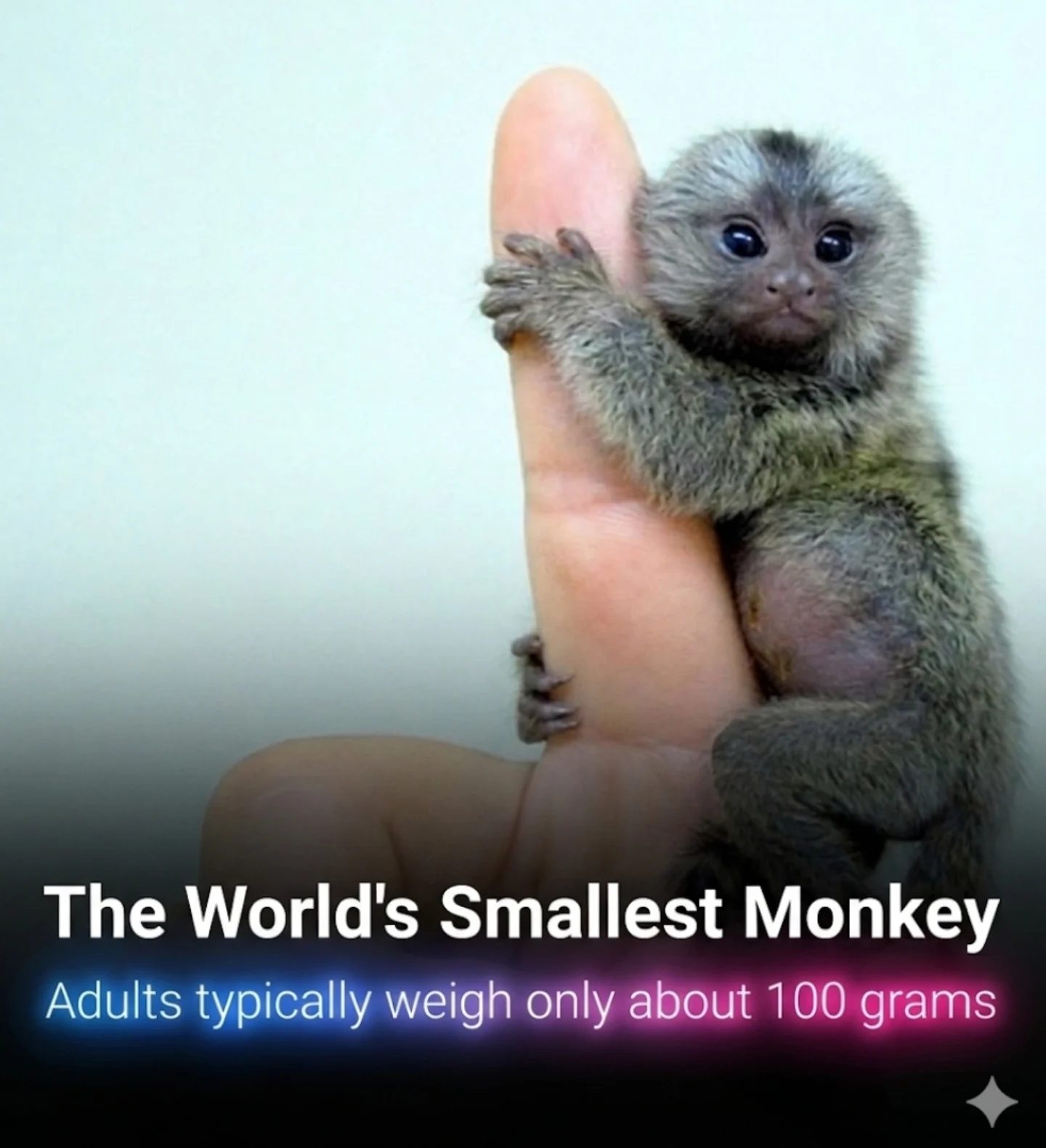 Meet the World's Smallest Monkey: Pygmy Marmoset Facts