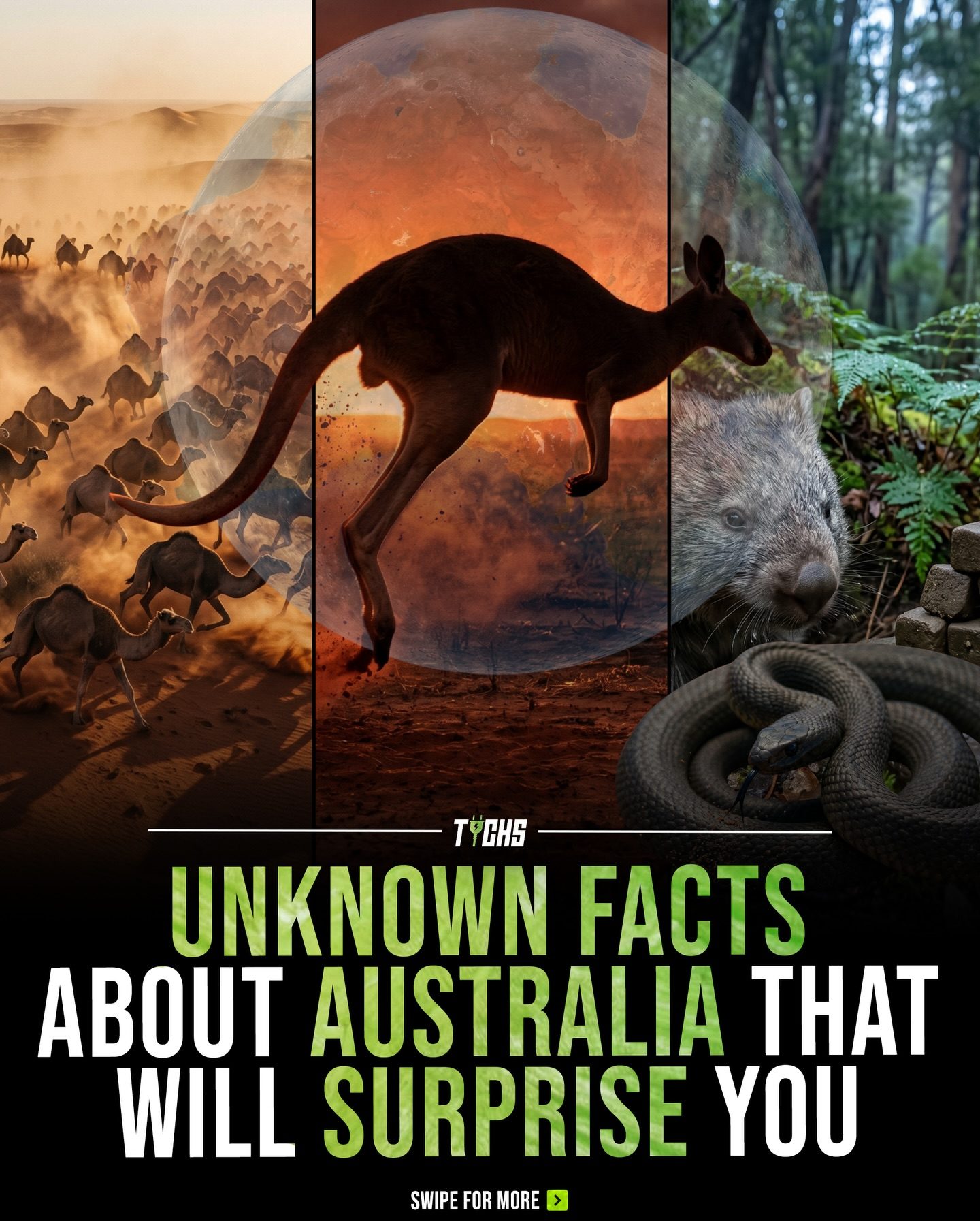 11 Unique Australian Facts: Wildlife, Geography & History