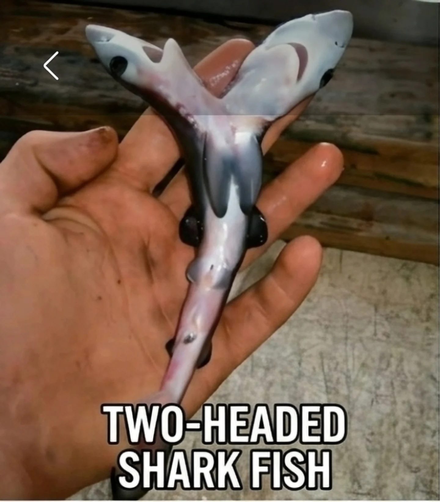 Incredible Natural Mutations: Two-Headed Shark and More