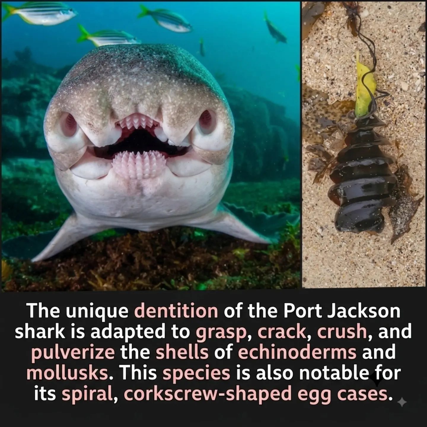 Port Jackson Sharks' Unique Shell-Cracking Teeth & Spiral Eggs
