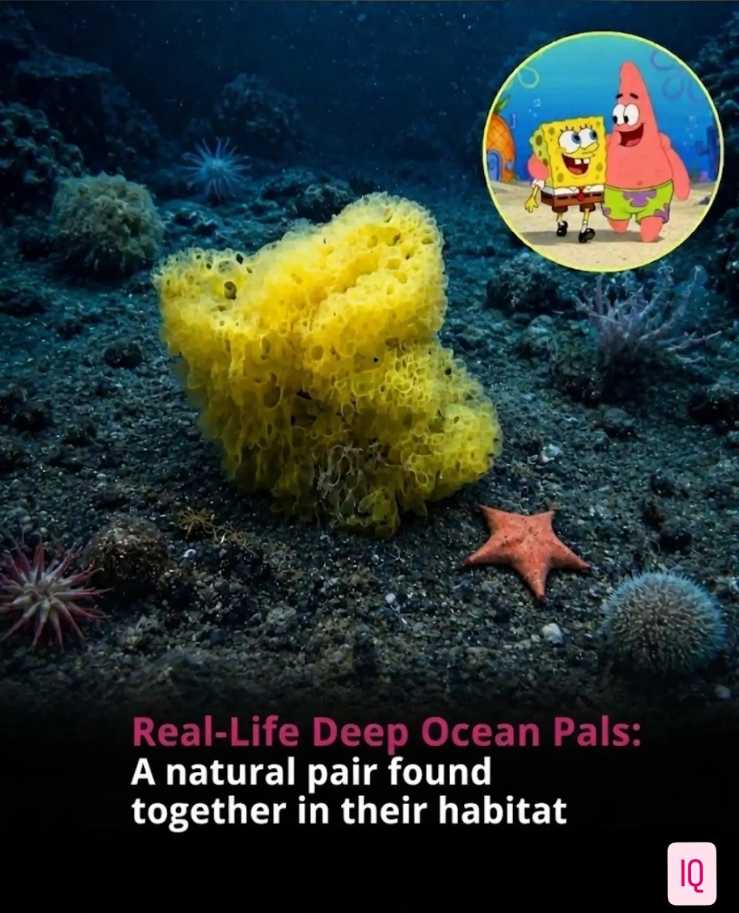 Deep-Sea Predator-Prey: Sponge and Sea Star Dynamics