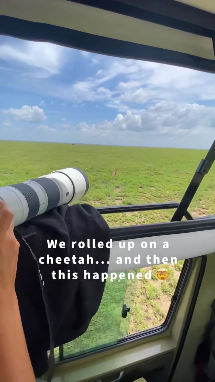 Cheetah Climbs on Safari Vehicle Roof