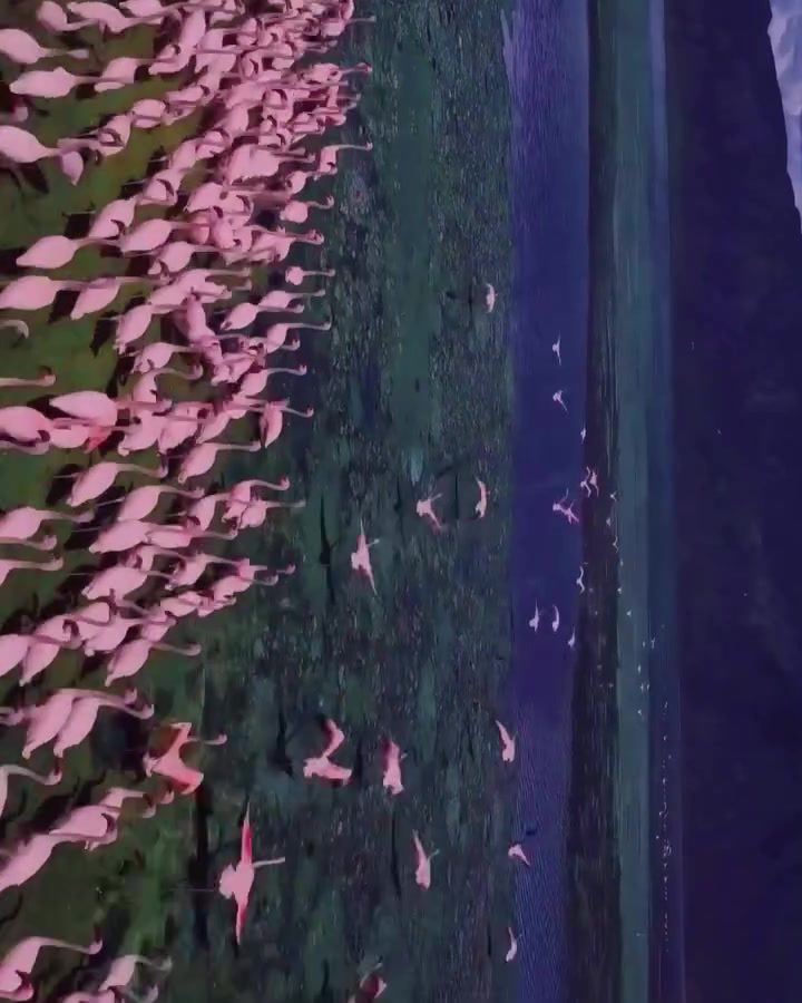 Flamingos Transform Kenya's Lake Bogoria into a Pink Wonderland