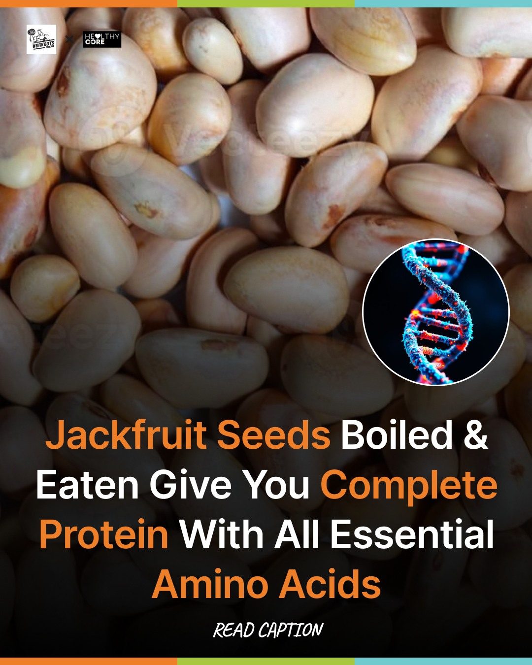 **Jackfruit Seeds: Boost Protein with Plant-Based Power**