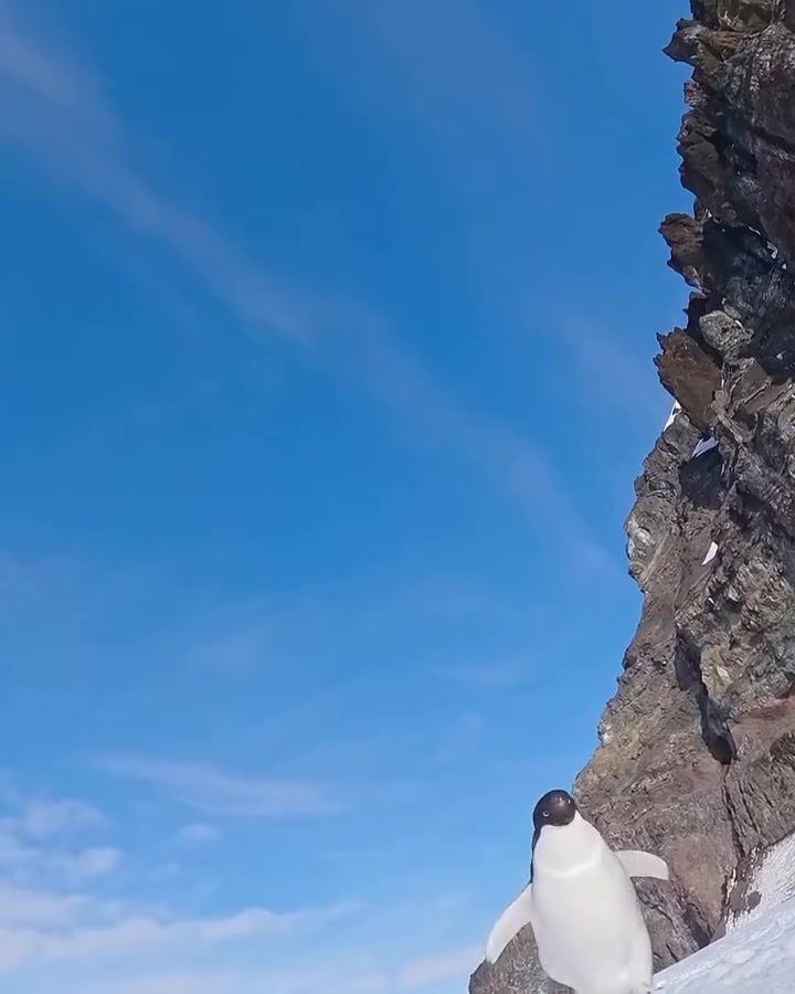 Penguins' Curious Encounter With Cameras in Antarctica