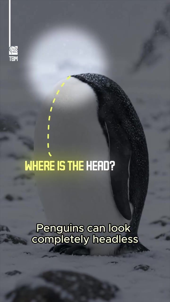 Why Penguins Appear Headless: Surviving in Freezing Conditions