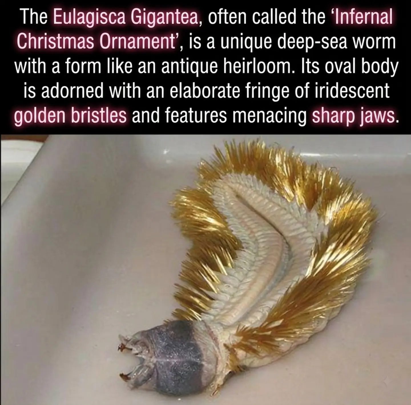 Discover the Eulagisca Gigantea: Antarctica's Christmas Ornament from Hell