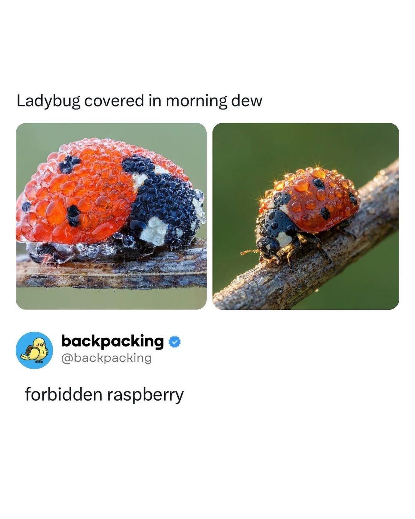 A Ladybug's Jewelled World: The Art of Nature