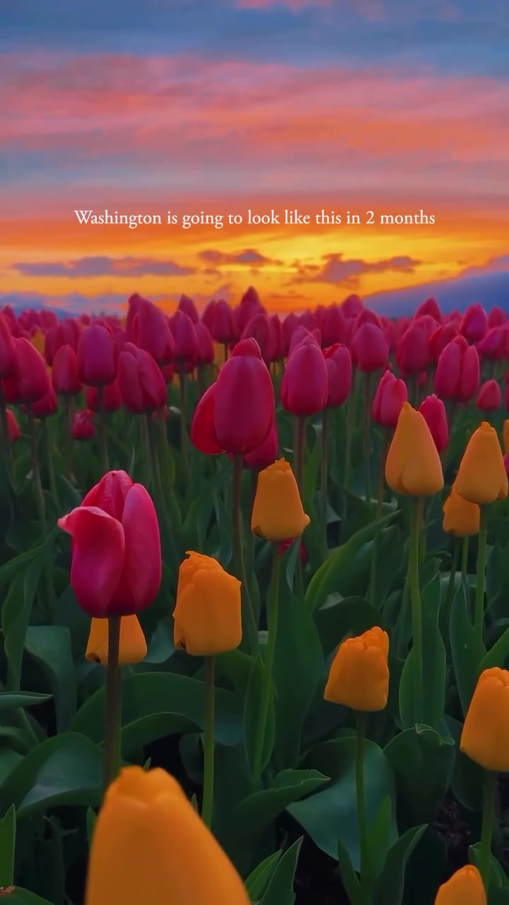 Tulip Fields in Washington: Skagit Valley Festival