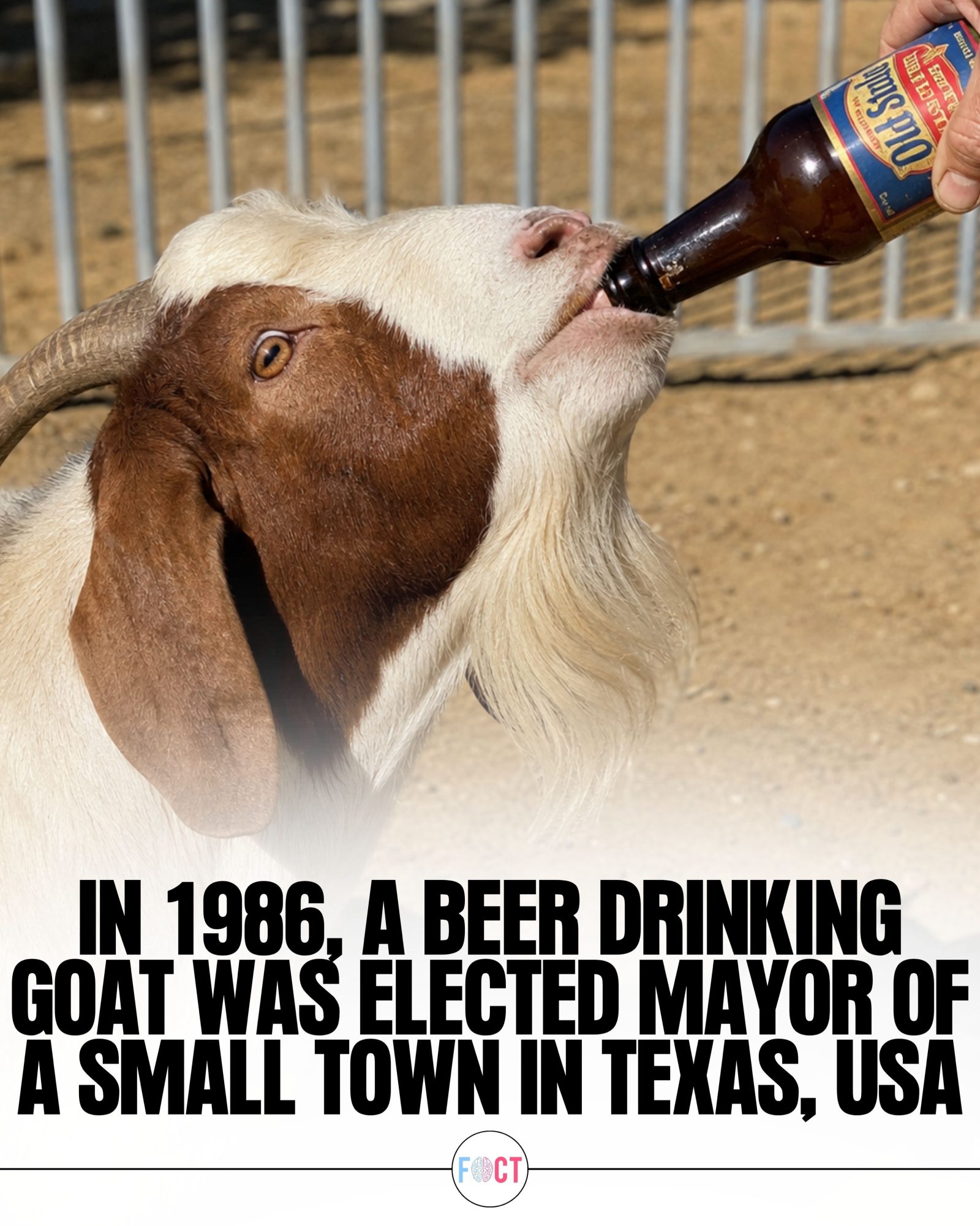 The Beer-Drinking Goat: Texas Town's Unique Mayor Tradition
